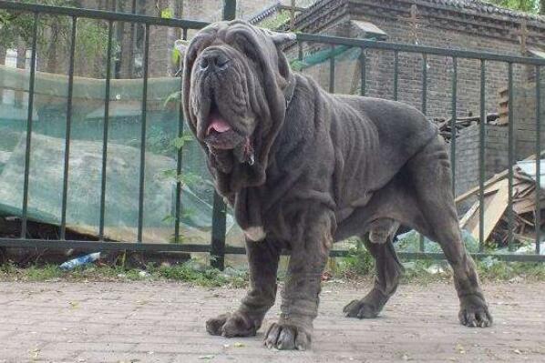 世界十大最危險猛犬，世界猛犬有哪些？